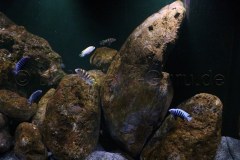 450-Liter-Mbuna-91