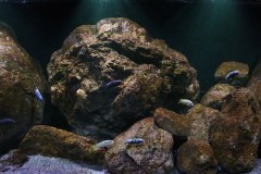 450-Liter-Mbuna-92