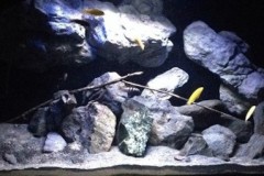 450-Liter-Felszone/Mbuna-Aquarium