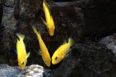 Mbuna-Felszone-450-Liter-69