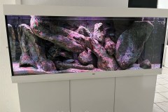 450-Liter-Mbuna-Felszone-26