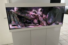 450-Liter-Mbuna-Felszone-28