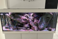 450-Liter-Mbuna-Felszone-29