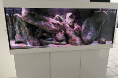 450-Liter-Mbuna-Felszone-30