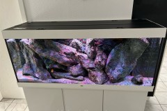 450-Liter-Mbuna-Felszone-35