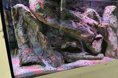 450-Liter-Mbuna-Felszone-38