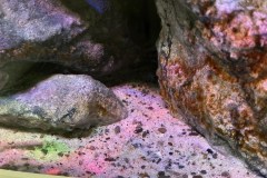 450-Liter-Mbuna-Felszone-39