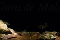 450-Liter-Übergangszone-Mbuna-Aquarium