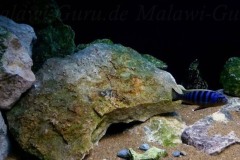 Uebergangszone-Mbuna-450-Liter-63