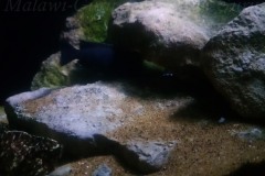 Uebergangszone-Mbuna-450-Liter-64