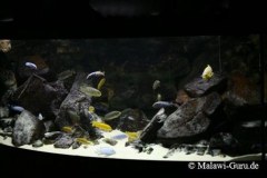 540-Liter-Felszone-Mbuna-50