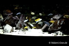540-Liter-Felszone-Mbuna-51