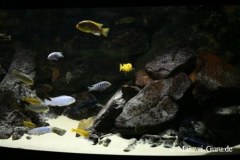 540-Liter-Felszone-Mbuna-52