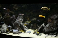 540-Liter-Felszone-Mbuna-53