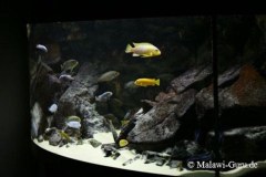 540-Liter-Felszone-Mbuna-54