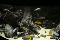 540-Liter-Felszone-Mbuna-55
