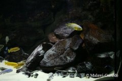 540-Liter-Felszone-Mbuna-56