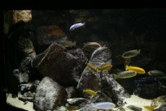 540-Liter-Felszone-Mbuna-57