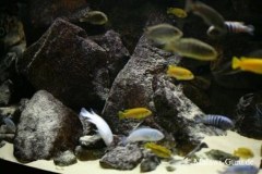 540-Liter-Felszone-Mbuna-58