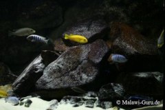 540-Liter-Felszone-Mbuna-59