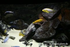 540-Liter-Felszone-Mbuna-60
