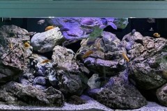 540-Liter-Felszone/Mbuna-Aquarium
