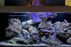 540-Liter-Mbuna-Felszone-30