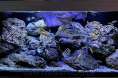 540-Liter-Mbuna-Felszone-32-1