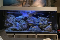 540-Liter-Mbuna-Felszone-33