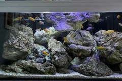 540-Liter-Mbuna-Felszone-38