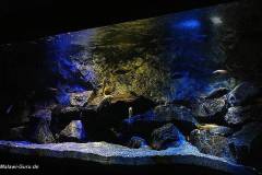 540 Liter Mbuna Aquarium