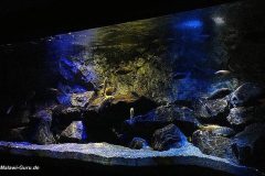540-Liter-Mbuna-300