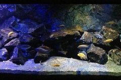 540-Liter-Mbuna-301