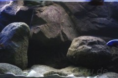 540-Liter-Nonmbuna-Dezember-2011-102