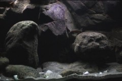 540-Liter-Nonmbuna-Dezember-2011-109