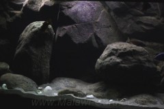 540-Liter-Nonmbuna-Dezember-2011-112