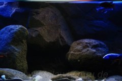 540-Liter-Nonmbuna-Dezember-2011-116