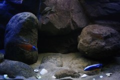 540-Liter-Nonmbuna-Dezember-2011-126