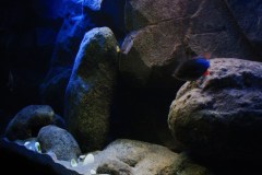540-Liter-Nonmbuna-Dezember-2011-131