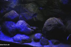 540-Liter-Nonmbuna-Juni-2011-101