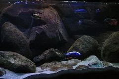540-Liter-Nonmbuna-Juni-2011-104