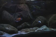 540-Liter-Nonmbuna-Juni-2011-105