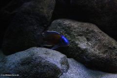 540-Liter-Nonmbuna-Juni-2011-108