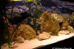 540-Liter-Übergangszone-Aquarium
