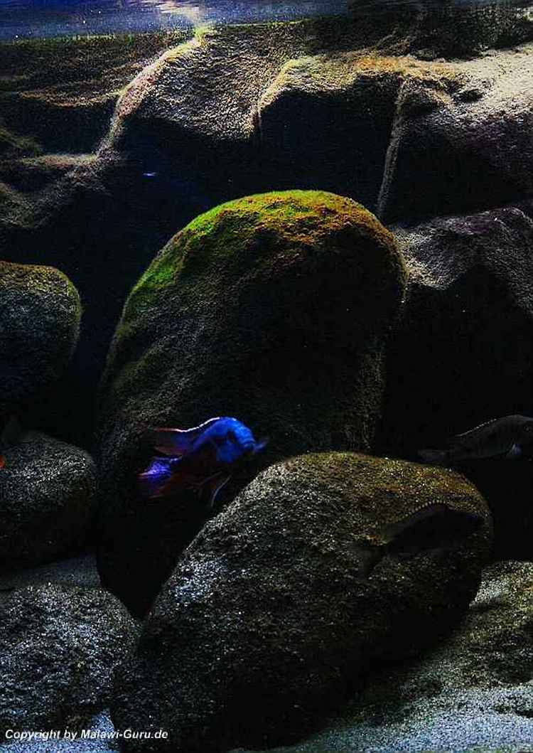 540-Liter-Nonmbuna-2009-219
