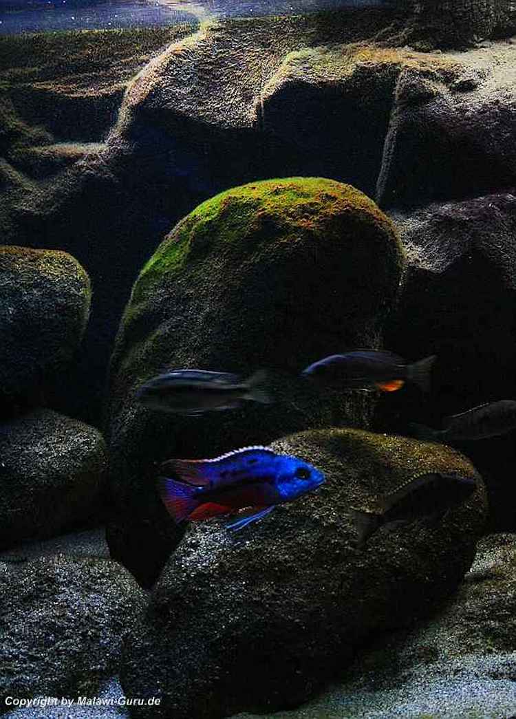 540-Liter-Nonmbuna-2009-220