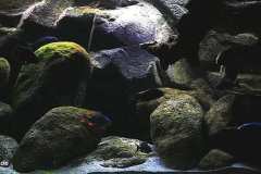 540-Liter-Übergangszone-Utaka-Aquarium