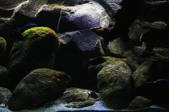 540 Liter Utaka/Nonmbuna Becken 