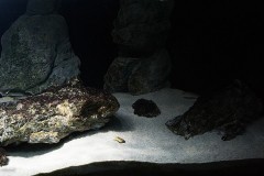560-Liter-Sandzone-60