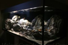 560-Liter-Mbuna/Felszone-Aquarium